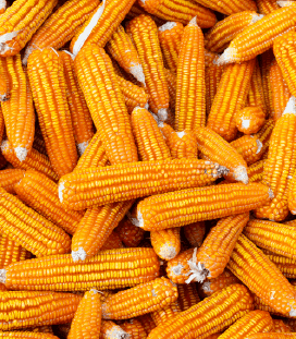 Kernel Corn