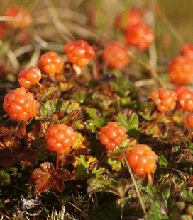 Cloudberry