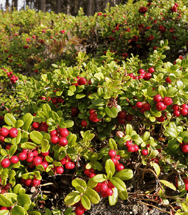 Lingonberry