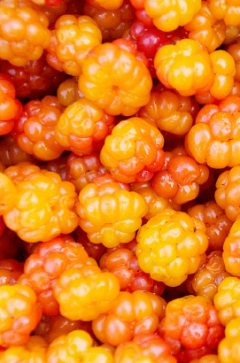 Cloudberry